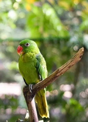 File:Tanygnathus sumatranus -adult male-8.jpg