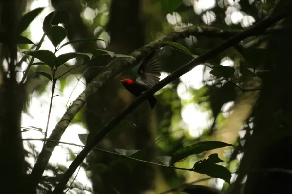 File:Ceratopipra rubrocapilla - Bruno Luka de Souza Bambirra Silveira - 544995500.jpeg