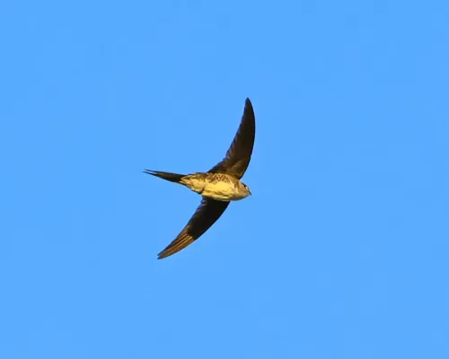File:Tachornis squamata - rodrigo lazaro - 542416055.jpeg