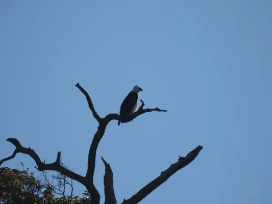 File:Spizaetus melanoleucus - sheylarossi - 542268241.jpeg
