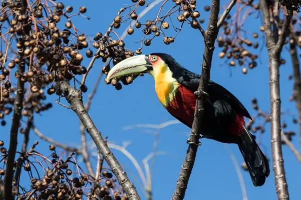 File:Ramphastos dicolorus - Frank Thomas Sautter - 537226741.jpeg