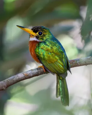 File:Galbula albirostris - Paulo Mascaretti - 533909435.jpeg