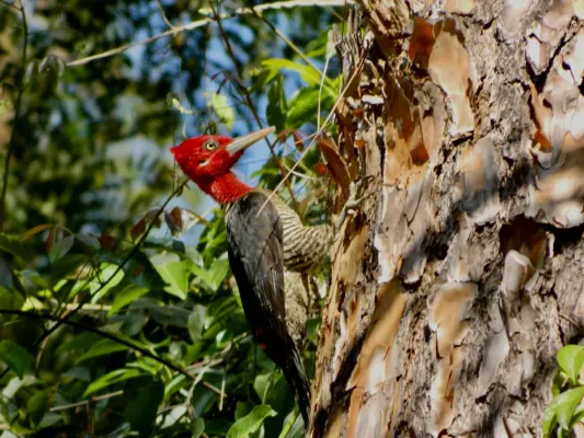 File:Campephilus robustus - lauraararinhas - 533232638.jpeg