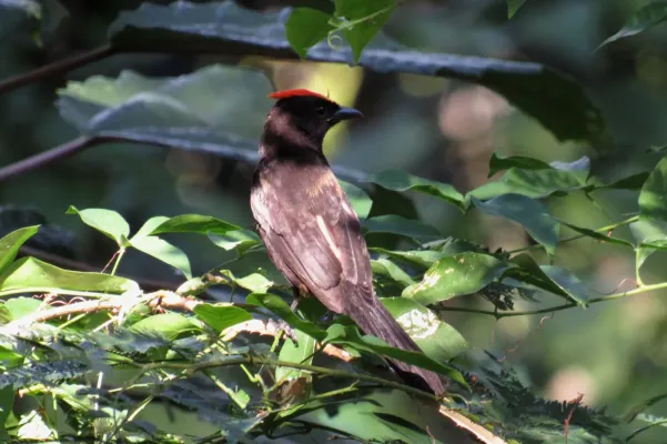 File:Loriotus cristatus - Rafael Rosa - 523512495.jpeg