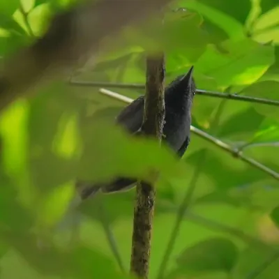File:Myrmotherula minor - Daniel S. Katz - 478569879.jpeg