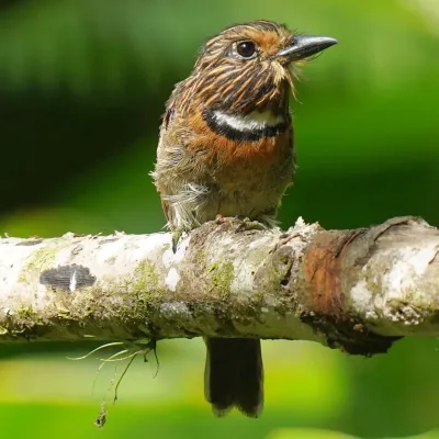File:Malacoptila striata - Daniel S. Katz - 478472382.jpeg