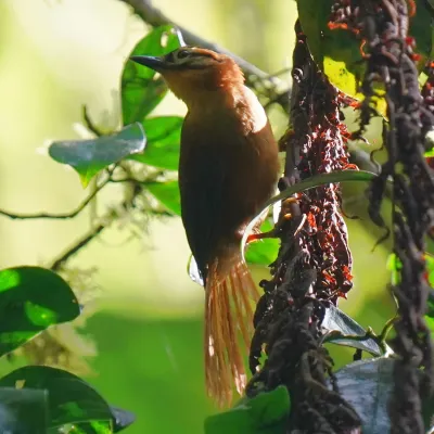 File:Philydor atricapillus - Daniel S. Katz - 478457706.jpeg