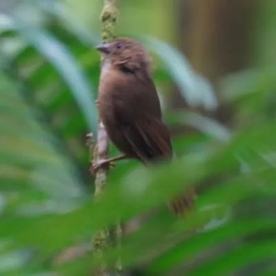 File:Tachyphonus coronatus - Daniel S. Katz - 478443773.jpeg