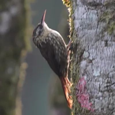 File:Xiphorhynchus fuscus - Daniel S. Katz - 478440359.jpeg