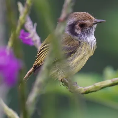 File:Myiornis auricularis - Daniel S. Katz - 478438525.jpeg