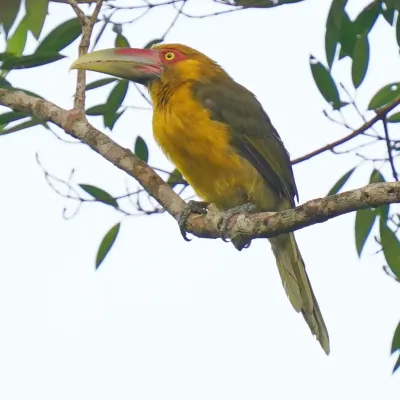 File:Pteroglossus bailloni - Daniel S. Katz - 478435362.jpeg