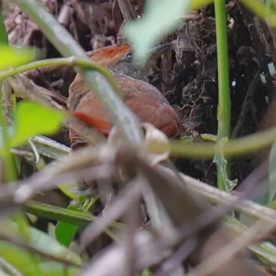 File:Synallaxis ruficapilla - Daniel S. Katz - 478343036.jpeg