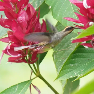 File:Phaethornis eurynome - Daniel S. Katz - 478319193.jpeg