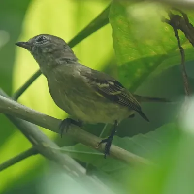 File:Acrochordopus burmeisteri - Daniel S. Katz - 478203912.jpeg