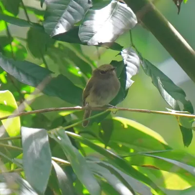 File:Hemitriccus diops - Daniel S. Katz - 478203895.jpeg