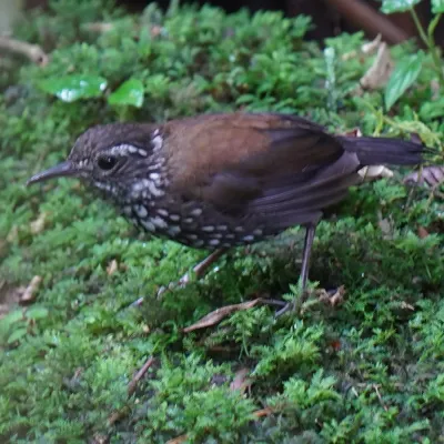 File:Lochmias nematura - Daniel S. Katz - 478201706.jpeg