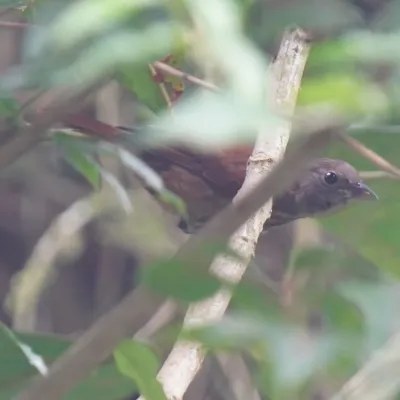 File:Tachyphonus coronatus - Daniel S. Katz - 478190267.jpeg