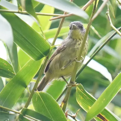 File:Dysithamnus stictothorax - Daniel S. Katz - 478190254.jpeg