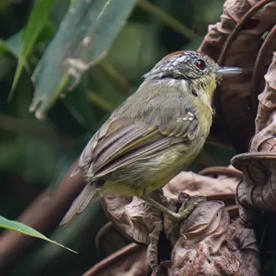 File:Dysithamnus stictothorax - Daniel S. Katz - 478190248.jpeg
