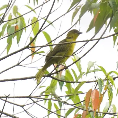 File:Orthogonys chloricterus - Daniel S. Katz - 478182161.jpeg