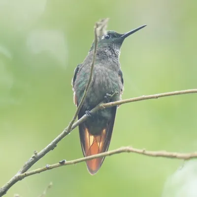 File:Heliodoxa rubricauda - Daniel S. Katz - 478180129.jpeg