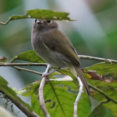 File:Hemitriccus diops - Daniel S. Katz - 478161747.jpeg