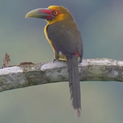 File:Pteroglossus bailloni - Daniel S. Katz - 478087545.jpeg