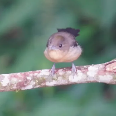 File:Trichothraupis melanops - Daniel S. Katz - 478085204.jpeg