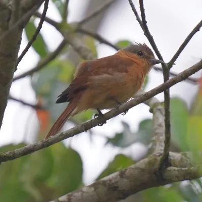 File:Pachyramphus castaneus - Daniel S. Katz - 478071269.jpeg
