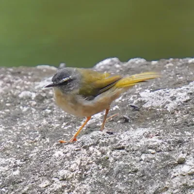File:Myiothlypis rivularis - Daniel S. Katz - 477941895.jpeg