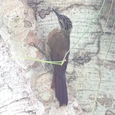 File:Dendrocolaptes platyrostris - Daniel S. Katz - 477918075.jpeg