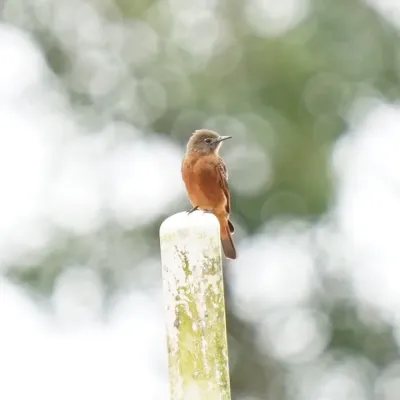 File:Hirundinea ferruginea - Daniel S. Katz - 477900833.jpeg