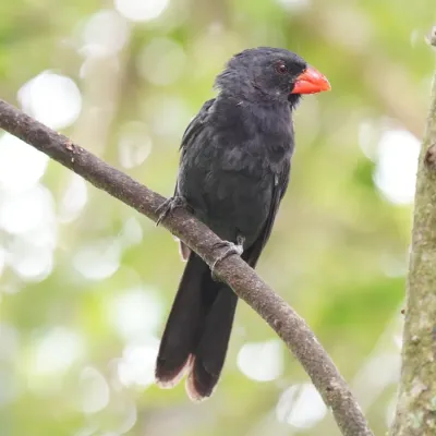 File:Saltator fuliginosus - Daniel S. Katz - 477680089.jpeg