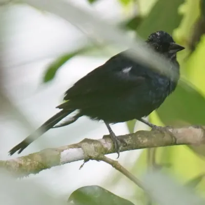 File:Tachyphonus coronatus - Daniel S. Katz - 477680073.jpeg