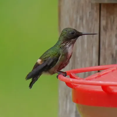File:Lophornis chalybeus - Daniel S. Katz - 477676430.jpeg
