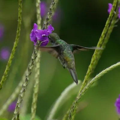 File:Chrysuronia versicolor - Daniel S. Katz - 477674480.jpeg