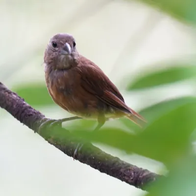 File:Tachyphonus coronatus - Daniel S. Katz - 477620997.jpeg