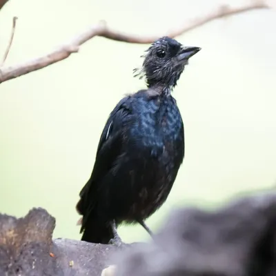 File:Tachyphonus coronatus - Daniel S. Katz - 477620975.jpeg