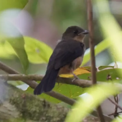 File:Trichothraupis melanops - Daniel S. Katz - 477601934.jpeg