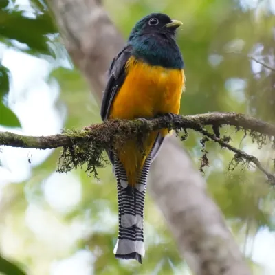 File:Trogon chrysochloros - Daniel S. Katz - 477596994.jpeg