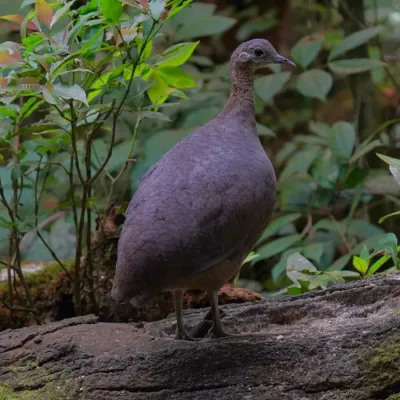 File:Tinamus solitarius - Daniel S. Katz - 477594424.jpeg