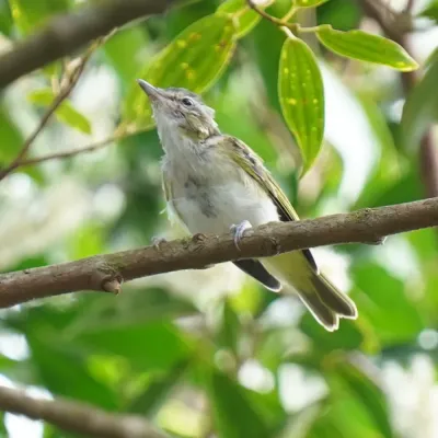 File:Vireo chivi - Daniel S. Katz - 477445986.jpeg