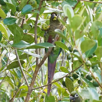 File:Pyrrhura frontalis - Daniel S. Katz - 477445448.jpeg