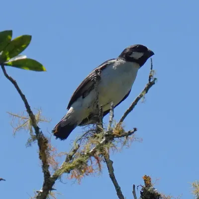 File:Sporophila lineola - Daniel S. Katz - 477409460.jpeg