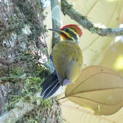 File:Piculus aurulentus - Daniel S. Katz - 477390761.jpeg