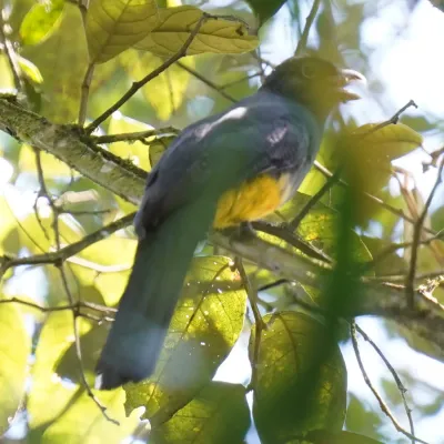 File:Trogon viridis - Daniel S. Katz - 477387863.jpeg