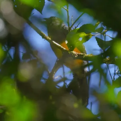 File:Trogon viridis - Daniel S. Katz - 477387884.jpeg