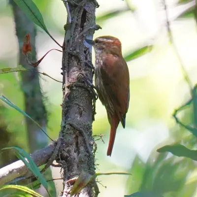 File:Xenops rutilans - Daniel S. Katz - 477380846.jpeg
