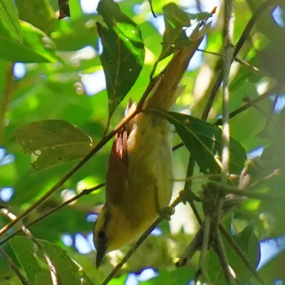 File:Dendroma rufa - Daniel S. Katz - 477379936.jpeg