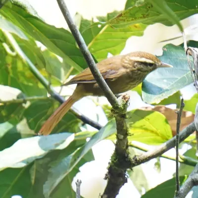 File:Anabacerthia amaurotis - Daniel S. Katz - 477142180.jpeg